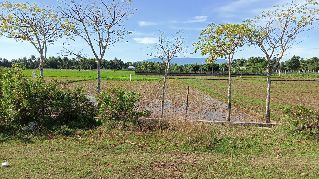 area persawahan gampong dayah tuha